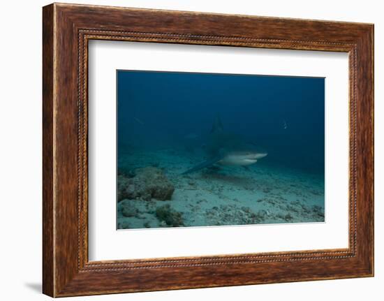 A Large Bull Shark at the Bistro Dive Site in Fiji-Stocktrek Images-Framed Photographic Print