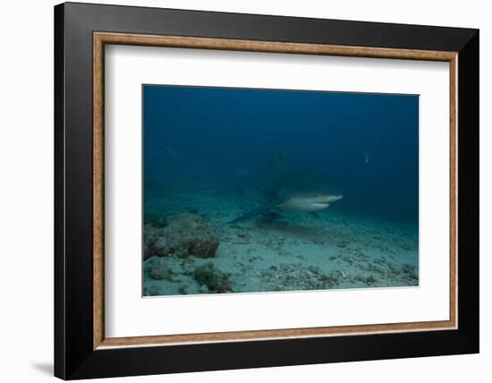 A Large Bull Shark at the Bistro Dive Site in Fiji-Stocktrek Images-Framed Photographic Print