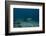 A Large Bull Shark at the Bistro Dive Site in Fiji-Stocktrek Images-Framed Photographic Print