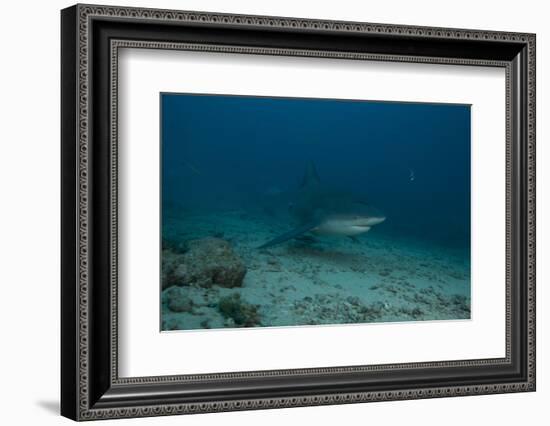 A Large Bull Shark at the Bistro Dive Site in Fiji-Stocktrek Images-Framed Photographic Print