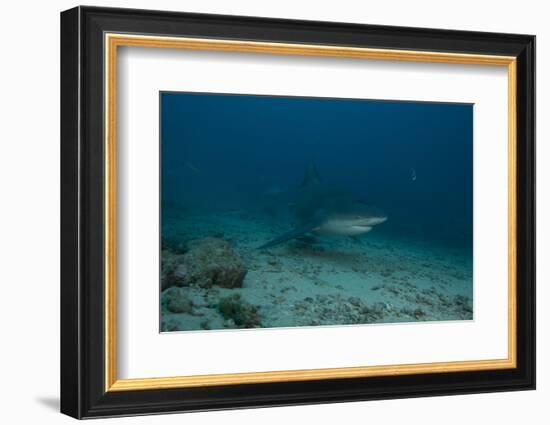 A Large Bull Shark at the Bistro Dive Site in Fiji-Stocktrek Images-Framed Photographic Print