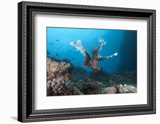 A Large Common Lionfish Swimming at Beqa Lagoon, Fiji-Stocktrek Images-Framed Photographic Print