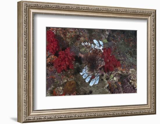 A Large Common Lionfish Swimming at Beqa Lagoon, Fiji-Stocktrek Images-Framed Photographic Print