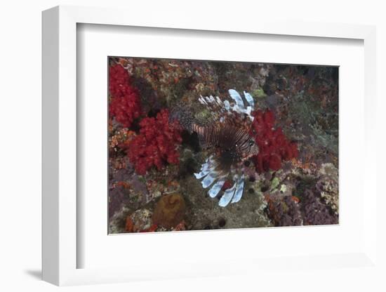 A Large Common Lionfish Swimming at Beqa Lagoon, Fiji-Stocktrek Images-Framed Photographic Print