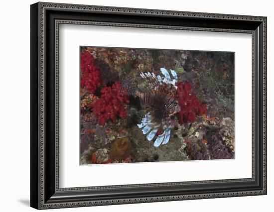 A Large Common Lionfish Swimming at Beqa Lagoon, Fiji-Stocktrek Images-Framed Photographic Print