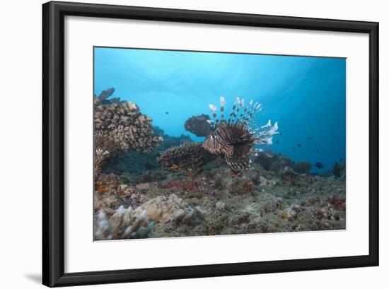 A Large Common Lionfish Swimming at Beqa Lagoon, Fiji-Stocktrek Images-Framed Photographic Print