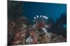 A Large Common Lionfish Swimming at Beqa Lagoon, Fiji-Stocktrek Images-Mounted Photographic Print