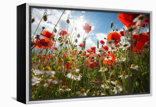 A Large Field of Poppies and Daisies Near Newark in Nottinghamshire, England Uk-Tracey Whitefoot-Framed Premier Image Canvas