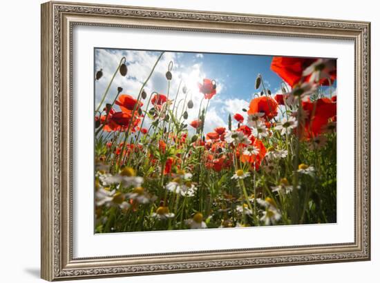 A Large Field of Poppies and Daisies Near Newark in Nottinghamshire, England Uk-Tracey Whitefoot-Framed Photographic Print