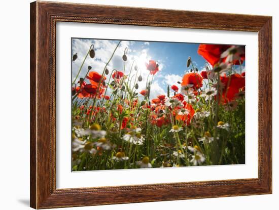 A Large Field of Poppies and Daisies Near Newark in Nottinghamshire, England Uk-Tracey Whitefoot-Framed Photographic Print