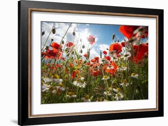 A Large Field of Poppies and Daisies Near Newark in Nottinghamshire, England Uk-Tracey Whitefoot-Framed Photographic Print