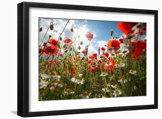 A Large Field of Poppies and Daisies Near Newark in Nottinghamshire, England Uk-Tracey Whitefoot-Framed Photographic Print