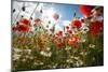 A Large Field of Poppies and Daisies Near Newark in Nottinghamshire, England Uk-Tracey Whitefoot-Mounted Photographic Print