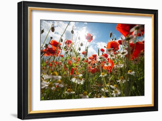 A Large Field of Poppies and Daisies Near Newark in Nottinghamshire, England Uk-Tracey Whitefoot-Framed Photographic Print