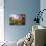 A Large Field of Poppies and Daisies Near Newark in Nottinghamshire, England Uk-Tracey Whitefoot-Photographic Print displayed on a wall