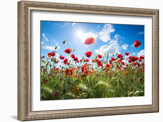 A Large Field of Poppies Near Newark in Nottinghamshire, England Uk-Tracey Whitefoot-Framed Photographic Print