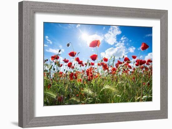A Large Field of Poppies Near Newark in Nottinghamshire, England Uk-Tracey Whitefoot-Framed Photographic Print