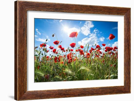 A Large Field of Poppies Near Newark in Nottinghamshire, England Uk-Tracey Whitefoot-Framed Photographic Print