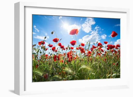 A Large Field of Poppies Near Newark in Nottinghamshire, England Uk-Tracey Whitefoot-Framed Photographic Print