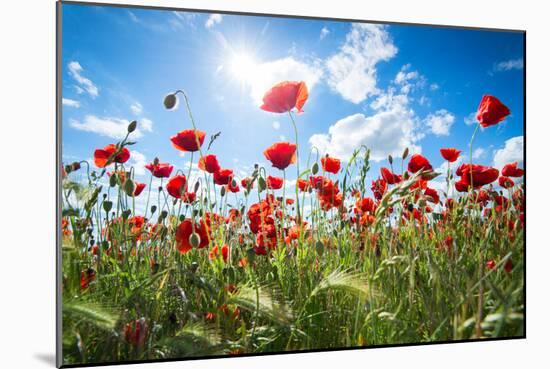 A Large Field of Poppies Near Newark in Nottinghamshire, England Uk-Tracey Whitefoot-Mounted Photographic Print