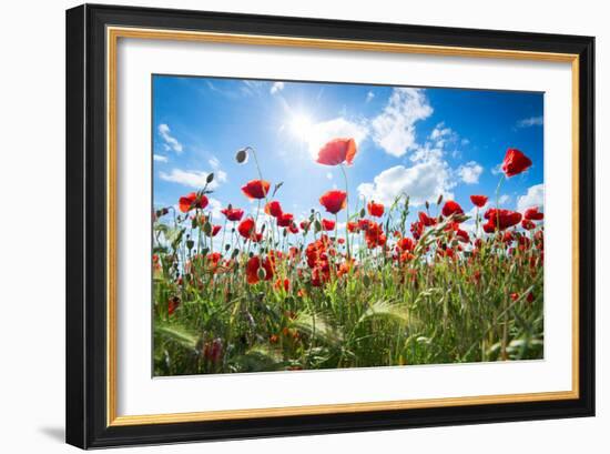 A Large Field of Poppies Near Newark in Nottinghamshire, England Uk-Tracey Whitefoot-Framed Photographic Print