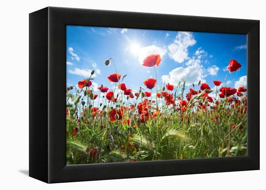 A Large Field of Poppies Near Newark in Nottinghamshire, England Uk-Tracey Whitefoot-Framed Premier Image Canvas