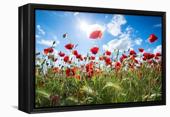 A Large Field of Poppies Near Newark in Nottinghamshire, England Uk-Tracey Whitefoot-Framed Premier Image Canvas