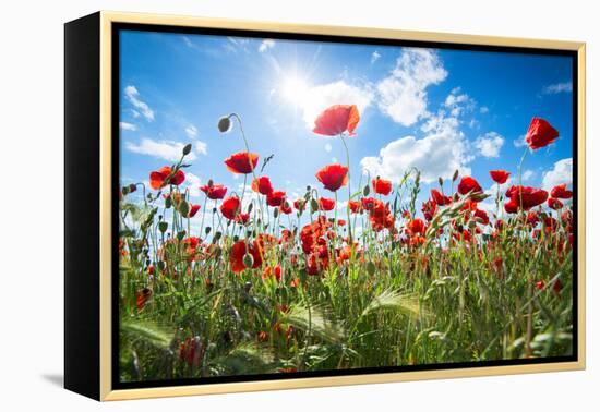 A Large Field of Poppies Near Newark in Nottinghamshire, England Uk-Tracey Whitefoot-Framed Premier Image Canvas