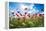 A Large Field of Poppies Near Newark in Nottinghamshire, England Uk-Tracey Whitefoot-Framed Premier Image Canvas