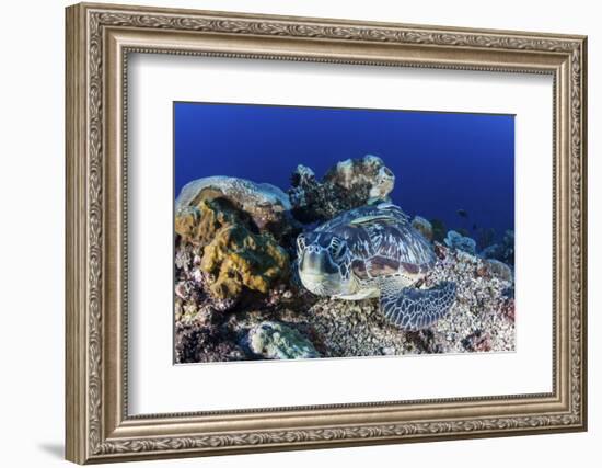 A Large Green Sea Turtle Lays on the Reef Near Sulawesi, Indonesia-Stocktrek Images-Framed Photographic Print