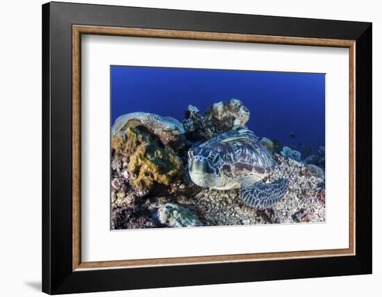 A Large Green Sea Turtle Lays on the Reef Near Sulawesi, Indonesia-Stocktrek Images-Framed Photographic Print