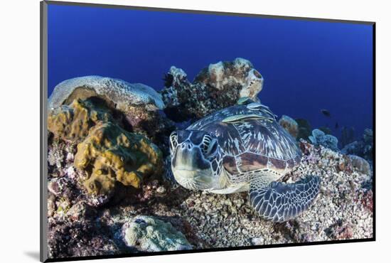 A Large Green Sea Turtle Lays on the Reef Near Sulawesi, Indonesia-Stocktrek Images-Mounted Photographic Print