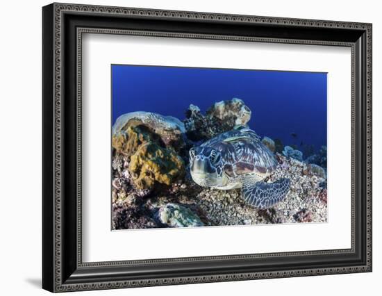 A Large Green Sea Turtle Lays on the Reef Near Sulawesi, Indonesia-Stocktrek Images-Framed Photographic Print