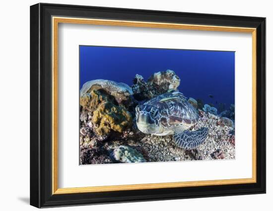 A Large Green Sea Turtle Lays on the Reef Near Sulawesi, Indonesia-Stocktrek Images-Framed Photographic Print