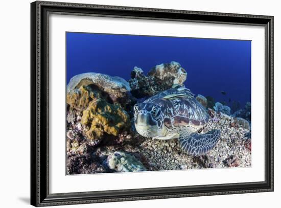 A Large Green Sea Turtle Lays on the Reef Near Sulawesi, Indonesia-Stocktrek Images-Framed Photographic Print