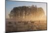 A Large Group Of Red Deer Stags, Cervus Elaphus, In Richmond Park At Dawn-Alex Saberi-Mounted Premium Photographic Print