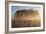 A Large Group Of Red Deer Stags, Cervus Elaphus, In Richmond Park At Dawn-Alex Saberi-Framed Photographic Print