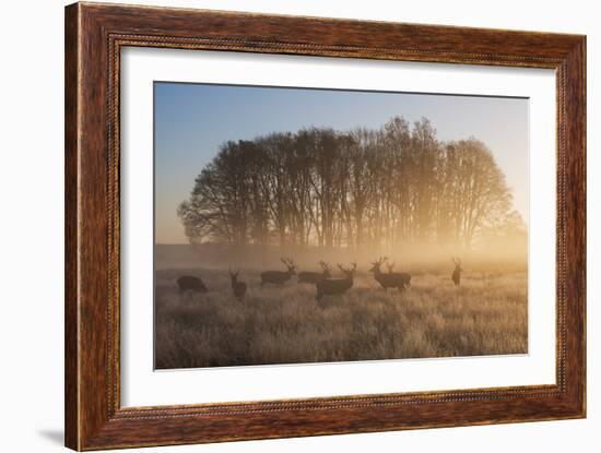 A Large Group Of Red Deer Stags, Cervus Elaphus, In Richmond Park At Dawn-Alex Saberi-Framed Photographic Print