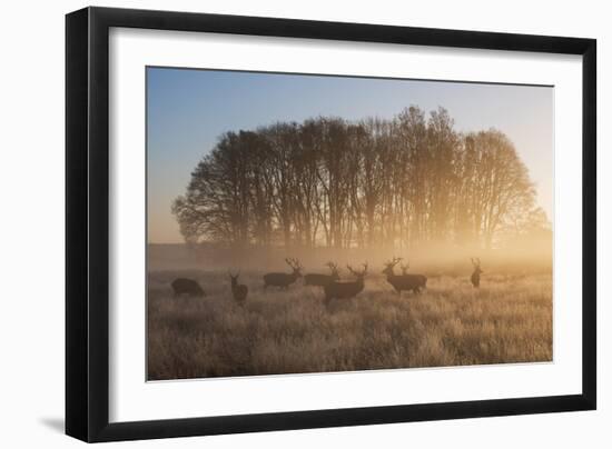 A Large Group Of Red Deer Stags, Cervus Elaphus, In Richmond Park At Dawn-Alex Saberi-Framed Photographic Print