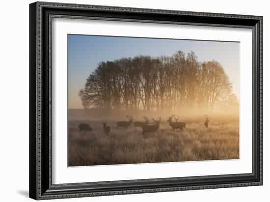 A Large Group Of Red Deer Stags, Cervus Elaphus, In Richmond Park At Dawn-Alex Saberi-Framed Photographic Print