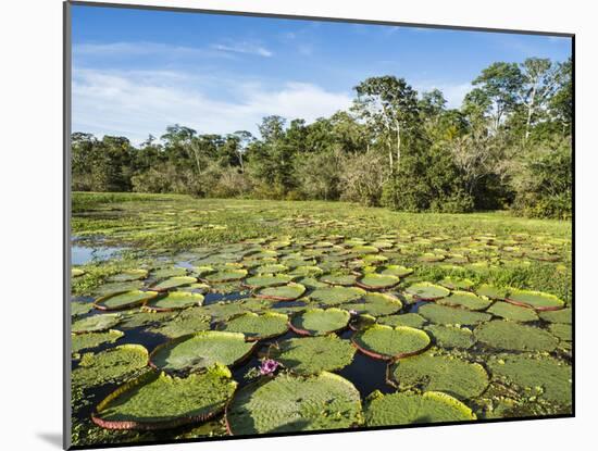 A large group of Victoria water lily (Victoria amazonica), on Rio El Dorado, Nauta, Peru-Michael Nolan-Mounted Photographic Print