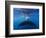 A large humpback whale fluke near the surface-James White-Framed Photographic Print