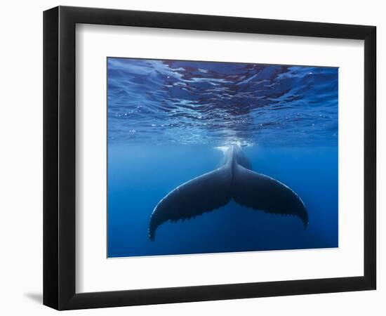 A large humpback whale fluke near the surface-James White-Framed Photographic Print