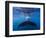 A large humpback whale fluke near the surface-James White-Framed Photographic Print