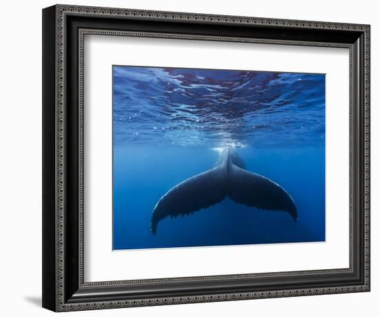 A large humpback whale fluke near the surface-James White-Framed Photographic Print