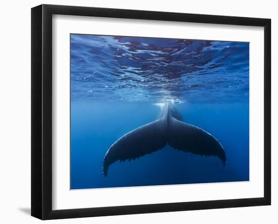 A large humpback whale fluke near the surface-James White-Framed Photographic Print