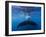 A large humpback whale fluke near the surface-James White-Framed Photographic Print