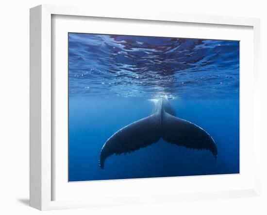 A large humpback whale fluke near the surface-James White-Framed Photographic Print