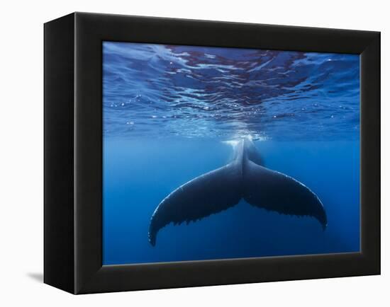 A large humpback whale fluke near the surface-James White-Framed Premier Image Canvas