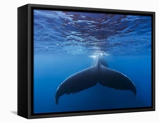 A large humpback whale fluke near the surface-James White-Framed Premier Image Canvas